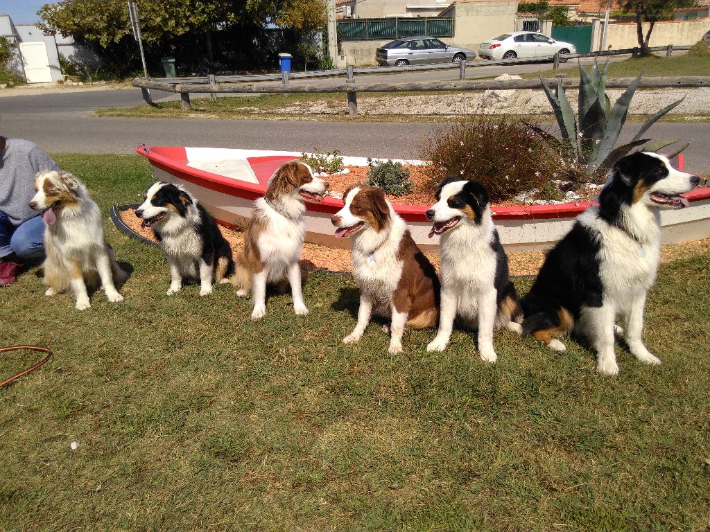 Réunion familiale pour les 9 mois des chiots 